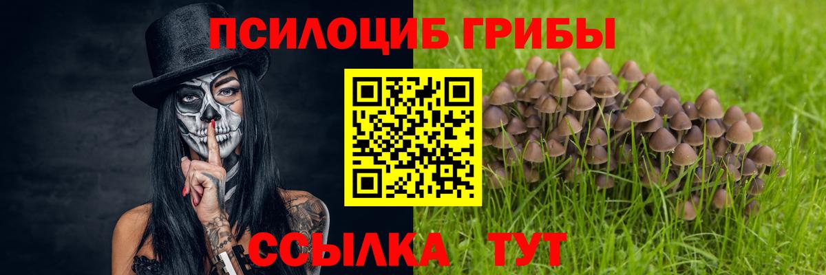 Псилоцибиновые грибы Psilocybe Людиново